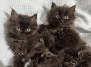 Bonded pair Samar & Samer -  Himalayan and Maine Coon Cat for Adoption in Brampton, Ontario - Bonded Pair Samar & Samer | PetCurious