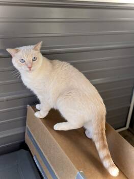 Domestic Short Hair Cats Available for Adoption - Humphrey | PetCurious