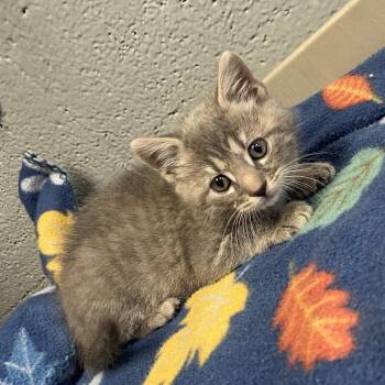 Sassafras -  Domestic Short Hair Cat Available for Adoption in Edinburg, Virginia - Sassafras | PetCurious