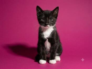 CHOCONILLA -  Domestic Short Hair Cat for Adoption in Jacksonville, Florida - CHOCONILLA | PetCurious
