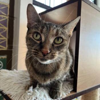 Margarita -  Domestic Short Hair Cat for Adoption in Laredo, Texas - Margarita | PetCurious