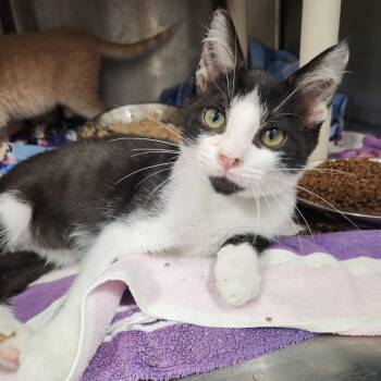 Scooter -  Domestic Short Hair Cat for Adoption in Fort Wayne, Indiana - Scooter | PetCurious