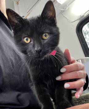 Rescue Domestic Short Hair Cats for Adoption in Eugene, Oregon - Marty | PetCurious