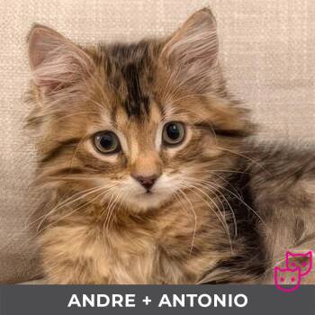 Rescue Domestic Long Hair Cats for Adoption in Toronto, Ontario - Andre (bonded With Antonio) | PetCurious