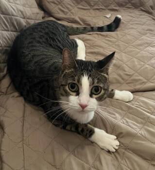 Aries -  Domestic Short Hair Cat for Adoption in West Palm Beach, Florida - Aries | PetCurious