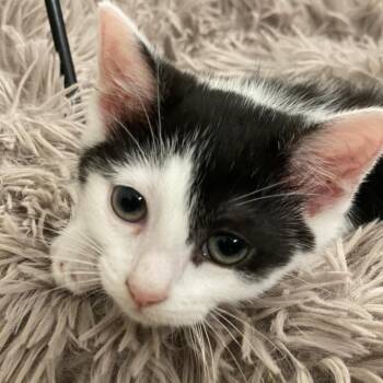 Harley -  Domestic Short Hair Cat for Adoption in Brownsboro, Alabama - Harley | PetCurious