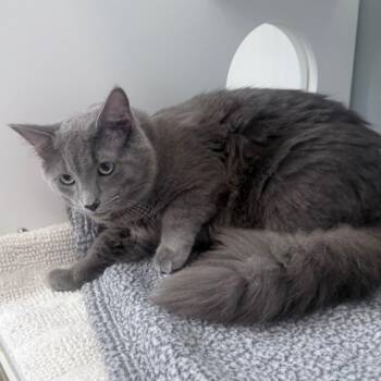 Domestic Medium Hair Cats Available for Adoption - Stitch | PetCurious
