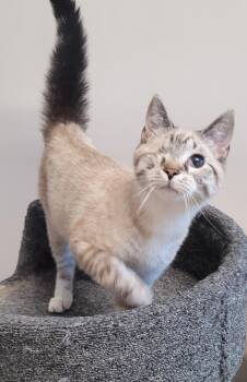 Siamese Cats Available for Adoption in Shelbyville, Tennessee - Tide | PetCurious