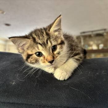 Domestic Short Hair Cats Available for Adoption in Cumming, Georgia - Alma | PetCurious