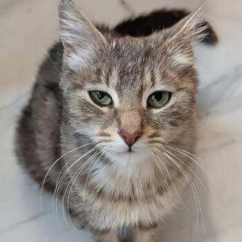 Symphony -  Domestic Long Hair Cat for Adoption in Meridian, Idaho - Symphony | PetCurious