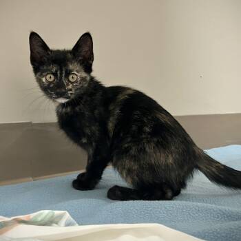 Tortoiseshell Cats Available for Adoption in Seymour, Tennessee - Puma | PetCurious