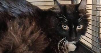 Domestic Long Hair Cats Available for Adoption in Thatcher, Arizona - Sable | PetCurious
