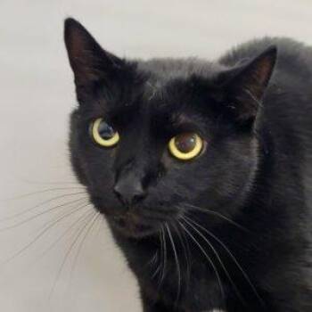 Nova -  Domestic Short Hair Cat for Adoption in Green Valley, Arizona - Nova | PetCurious