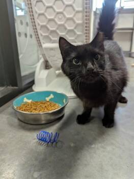 DANA -  Domestic Medium Hair Cat for Adoption in Brunswick, Georgia - DANA | PetCurious