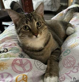 Domestic Short Hair Cats Available for Adoption - Sox | PetCurious