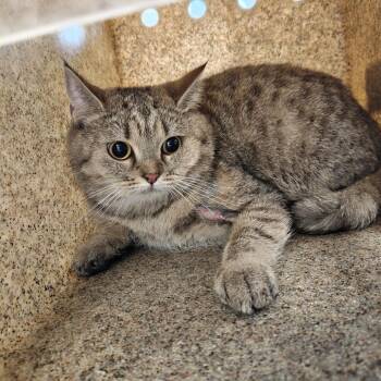 Pizza -  Domestic Short Hair Cat for Adoption in Philadelphia, Pennsylvania - Pizza | PetCurious