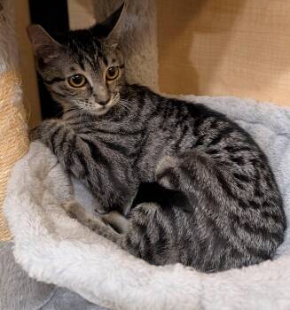 Domestic Short Hair Cats Available for Adoption in Apopka, Florida - Jaws 10.17.25 | PetCurious