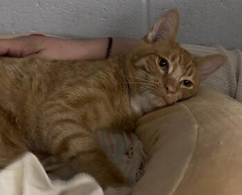 Domestic Short Hair Cats Available for Adoption in Richmond, Indiana - Curly | PetCurious