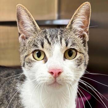 Rescue Domestic Short Hair Cats for Adoption in Jefferson, Wisconsin - Michael Kors - Reduced Fee! | PetCurious