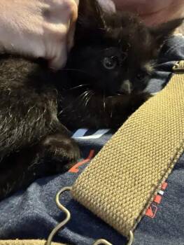 Krissy -  Domestic Short Hair Cat for Adoption in Wyoming, Michigan - Krissy | PetCurious