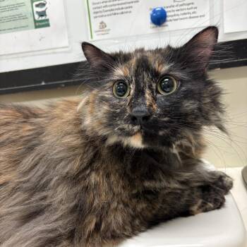 Kyra -  Domestic Long Hair Cat for Adoption in Lynchburg, Virginia - Kyra | PetCurious