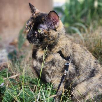 Domestic Short Hair Cats Available for Adoption in Layton, Utah - Katrina | PetCurious