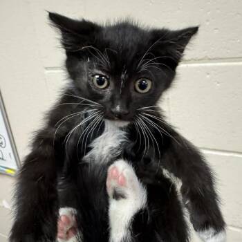 Bolt -  Domestic Short Hair Cat for Adoption in Reno, Nevada - Bolt | PetCurious