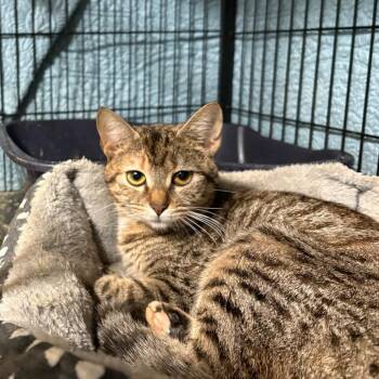 Domestic Short Hair Cats Available for Adoption in Fredericksburg, Virginia - Tiffany Staton | PetCurious