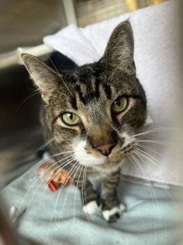 Connor -  Domestic Medium Hair Cat Available for Adoption in Kansas City, Missouri - Connor | PetCurious