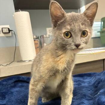 Coconut -  Domestic Short Hair Cat for Adoption in Oak Park, Illinois - Coconut | PetCurious