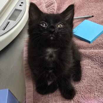 April -  Domestic Medium Hair Cat for Adoption in Milan, Illinois - April | PetCurious