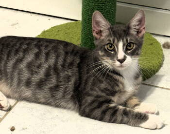 Rescue Domestic Short Hair and Tabby Cats for Adoption in Pompano Beach, Florida - Cassian | PetCurious