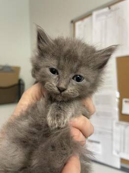 Ethereal -  Domestic Medium Hair Cat for Adoption in Bolivar, Missouri - Ethereal | PetCurious