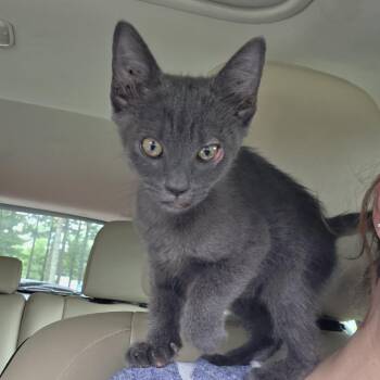 Charlie Marlie -  Domestic Short Hair Cat for Adoption in Greensboro, North Carolina - Charlie Marlie | PetCurious