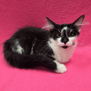 Nia -  Domestic Medium Hair Cat for Adoption in Frankfort, Indiana - Nia | PetCurious