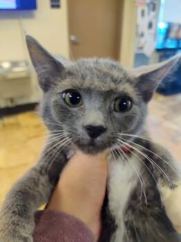 Rescue Domestic Short Hair Cats for Adoption in Seneca, South Carolina - Harry $50 | PetCurious