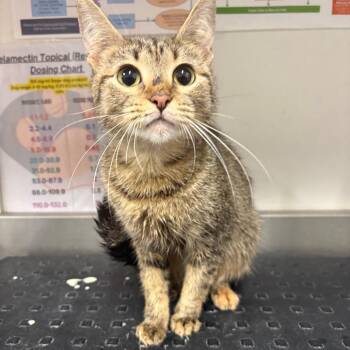 Dolly -  Domestic Short Hair Cat for Adoption in League City, Texas - Dolly | PetCurious