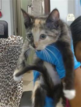 A478958 -  Domestic Short Hair Cat for Adoption in Oklahoma City, Oklahoma - A478958 | PetCurious