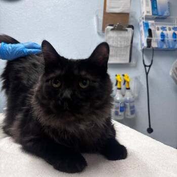 Majestic Wizard -  Domestic Long Hair Cat for Adoption in Riverside, California - Majestic Wizard | PetCurious