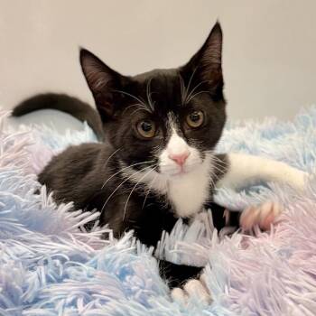 Turkey Tail -  Domestic Short Hair Cat for Adoption in East Hampton, New York - Turkey Tail | PetCurious