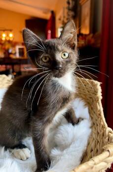 Max -  Domestic Short Hair Cat for Adoption in Virginia Beach, Virginia - Max | PetCurious