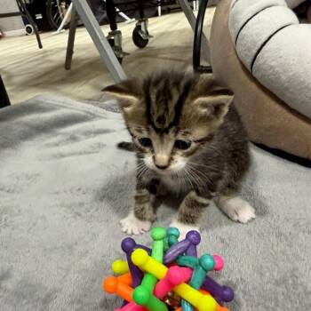 Honeybee -  Domestic Short Hair Cat for Adoption in East Hanover, New Jersey - Honeybee | PetCurious