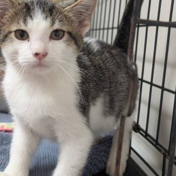 Rescue Domestic Short Hair Cats for Adoption in Canton, Illinois - Diesel | PetCurious