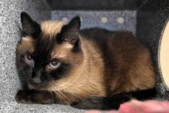 Domestic Short Hair Cats Available for Adoption in Colorado Springs, Colorado - MR. MCPHERSON | PetCurious