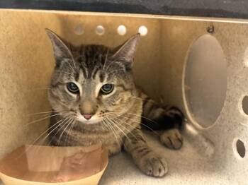 Purrlington -  Domestic Short Hair Cat for Adoption in New York, New York - Purrlington | PetCurious