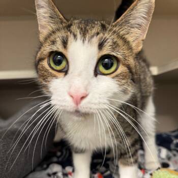 Rescue Domestic Short Hair Cats for Adoption in Wheeling, Illinois - Helvetica | PetCurious