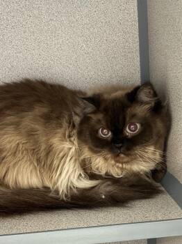 Toasted Marshmallow -  Domestic Short Hair Cat for Adoption in Liverpool, New York - Toasted Marshmallow | PetCurious