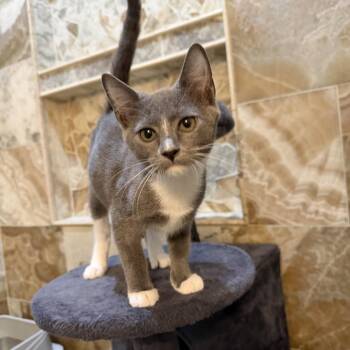 Citrine -  American Shorthair Cat for Adoption in Helena, Alabama - Citrine | PetCurious