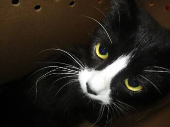 Domestic Medium Hair Cats Available for Adoption - JADE | PetCurious