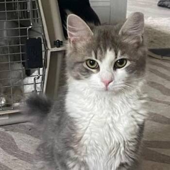 Domestic Medium Hair Cats Available for Adoption in Sanford, North Carolina - Smokey | PetCurious
